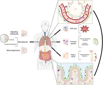 The microbiome and the gut-lung axis in tuberculosis: interplay in the course of disease and treatment